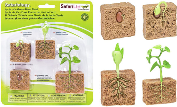 Safari Levenscyclus - Bonenplant
