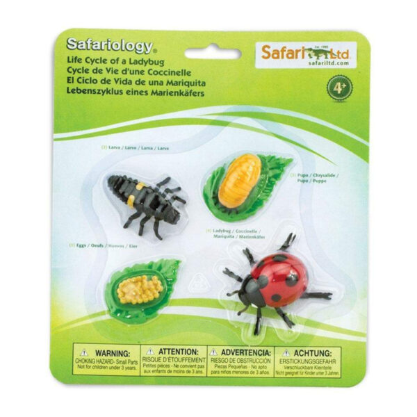 Safari Levenscyclus - Lieveheersbeestje