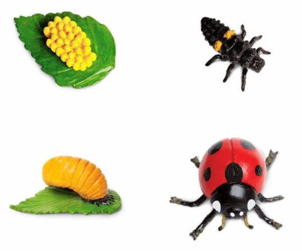 Safari Levenscyclus - Lieveheersbeestje