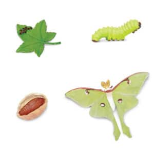 Safari Levenscyclus - Maan Vlinder