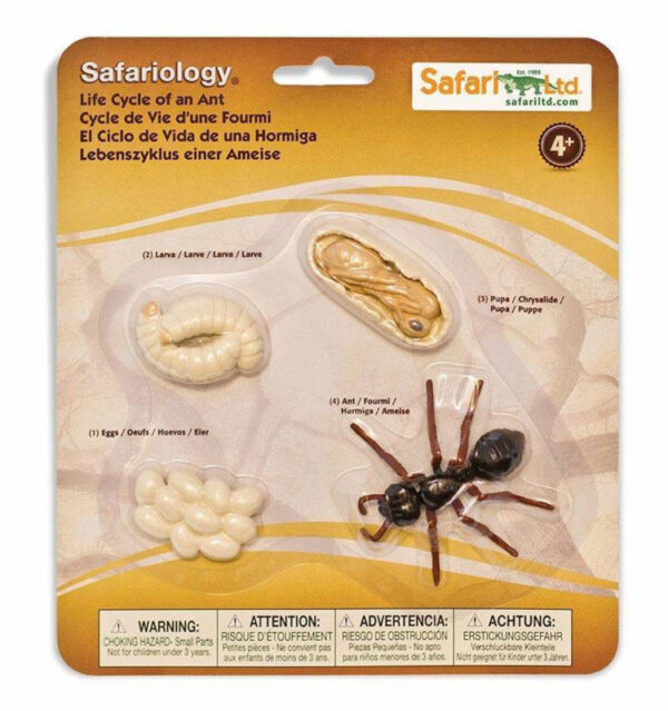 Safari Levenscyclus - Mier