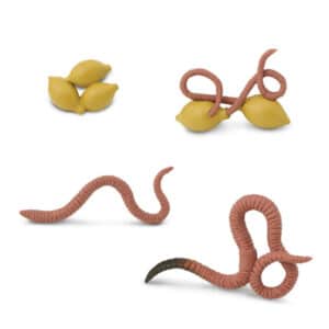 Safari Levenscyclus - Worm