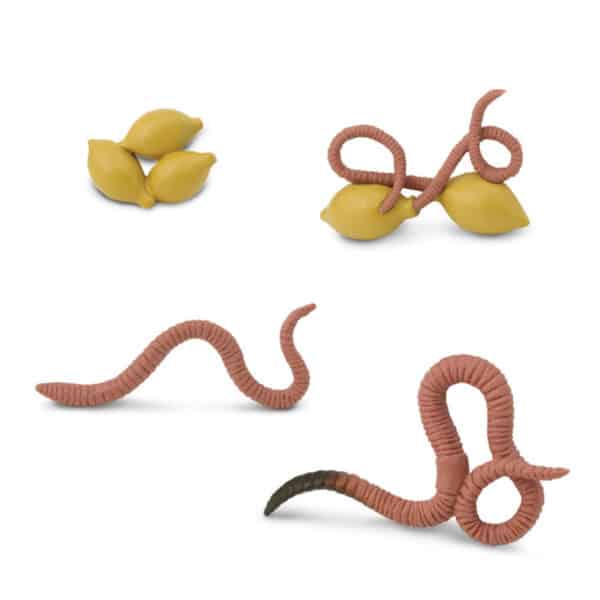 Safari Levenscyclus - Worm