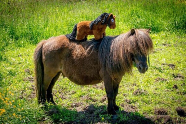 Crafty Pony Paarden Knuffel Zwart met Zwarte Manen (48 cm) incl. instructieboekje