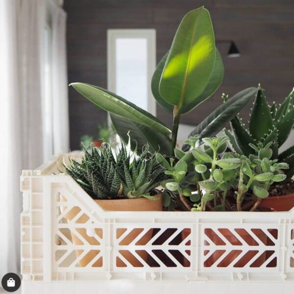 AyKasa Folding Crate Mini Box - Almond Green