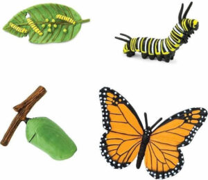 Safari Levenscyclus - Monarch Vlinder