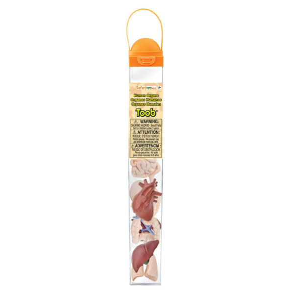 Safari Speelfiguren Toob Set - Menselijke Organen