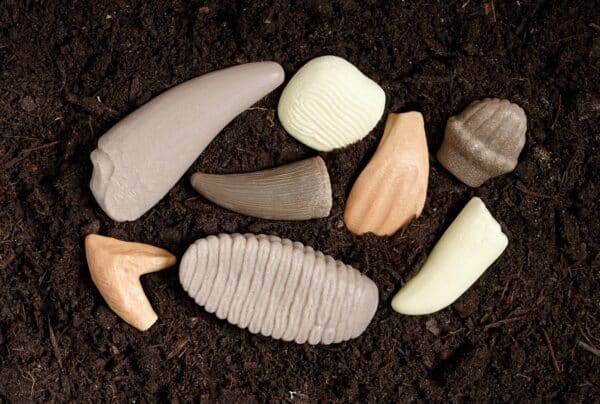 yellow door prehistorische tanden speelgoed montessori dinosaurus grasonderjevoeten.nl (9)
